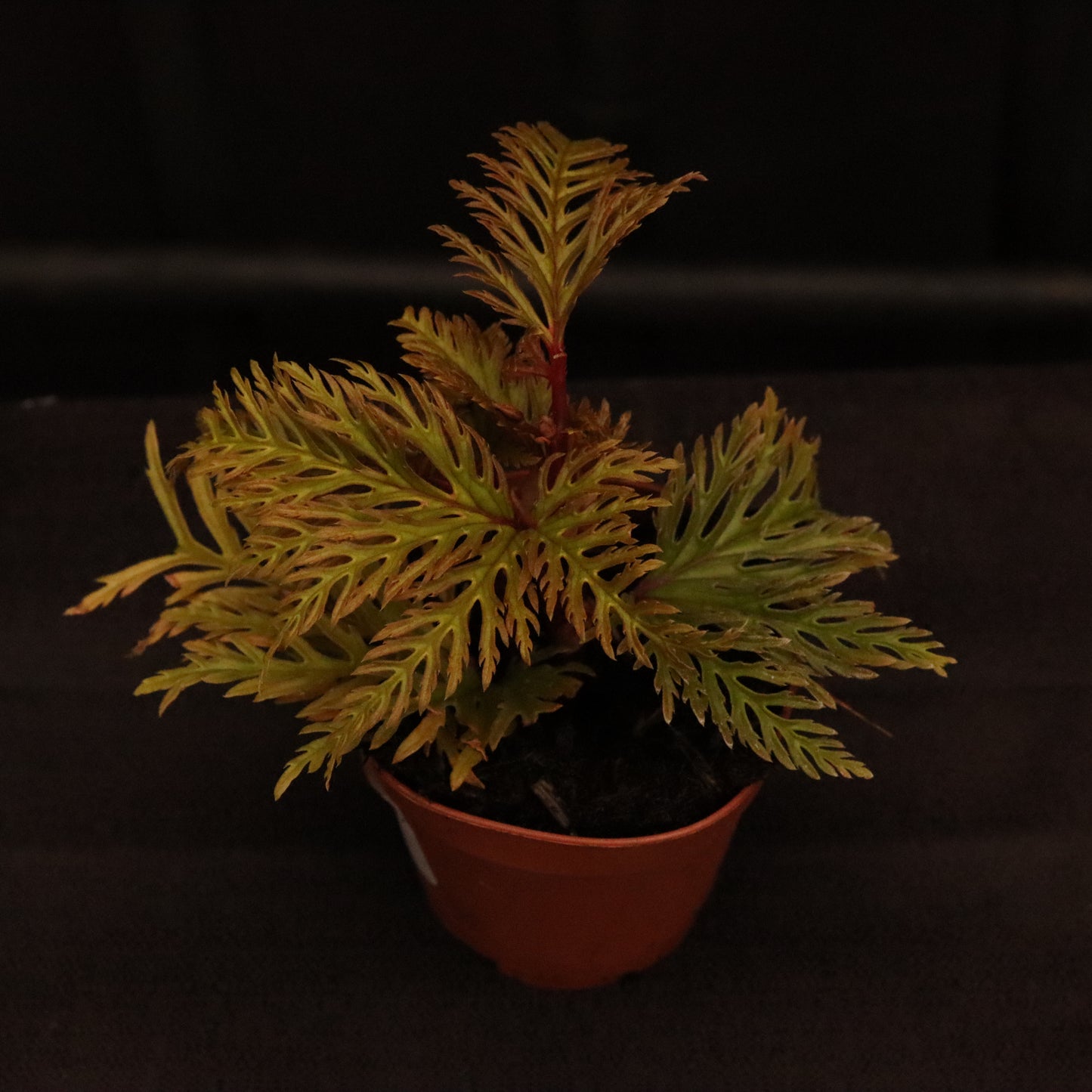 Begonia Bipinnatifida "Fern Leaf" - Grower's Choice