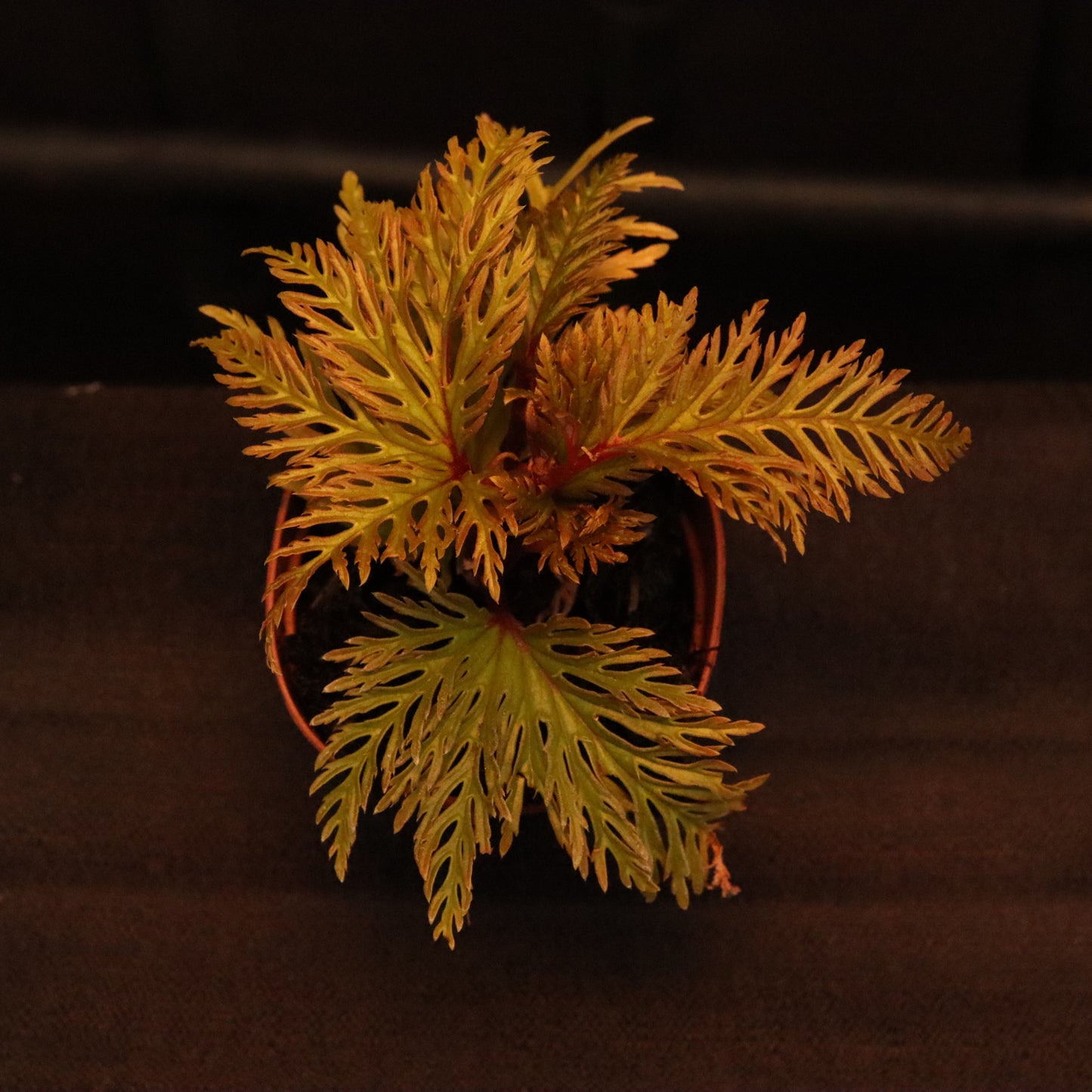 Begonia Bipinnatifida "Fern Leaf" - Grower's Choice