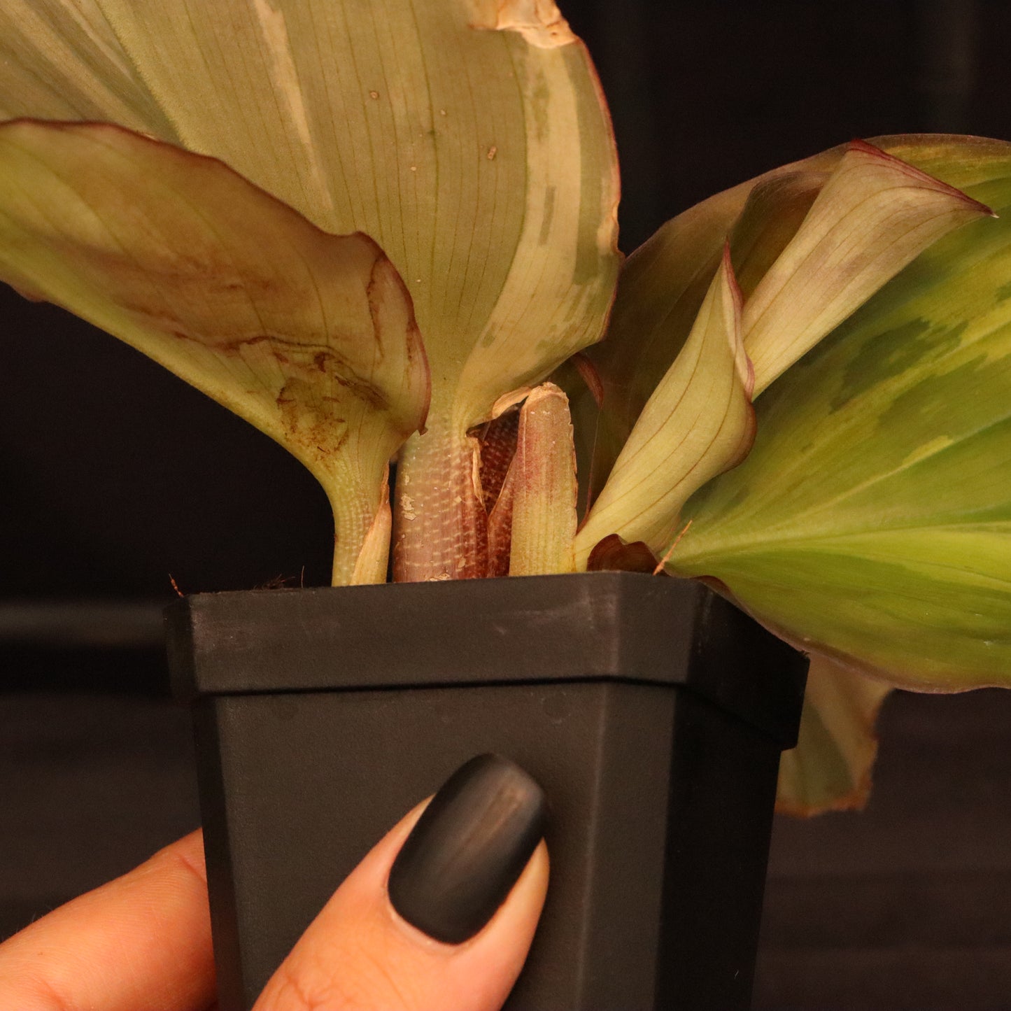 Variegated Kaempferia Elegans - Ginger