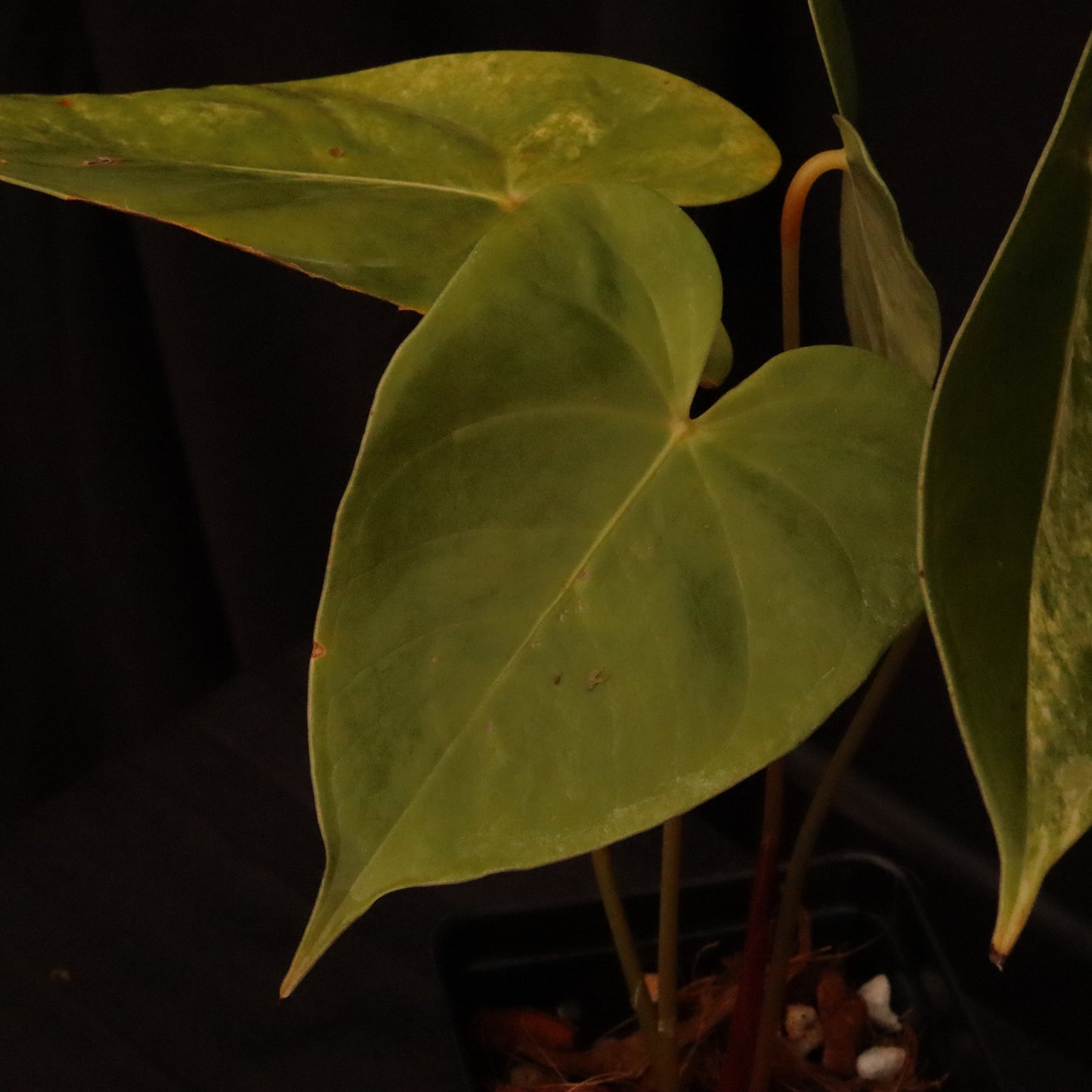 Variegated Anthurium Andreanum Hybrid