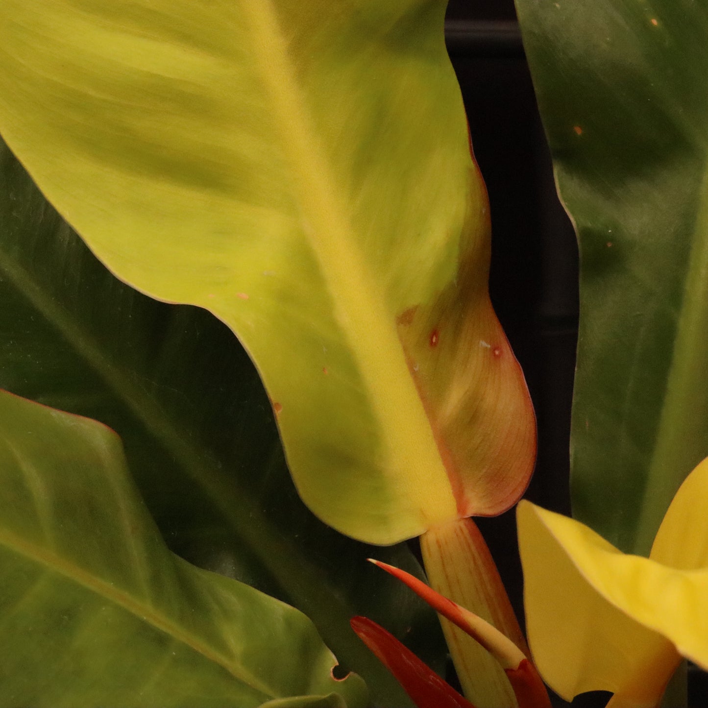 Philodendron Red Moon