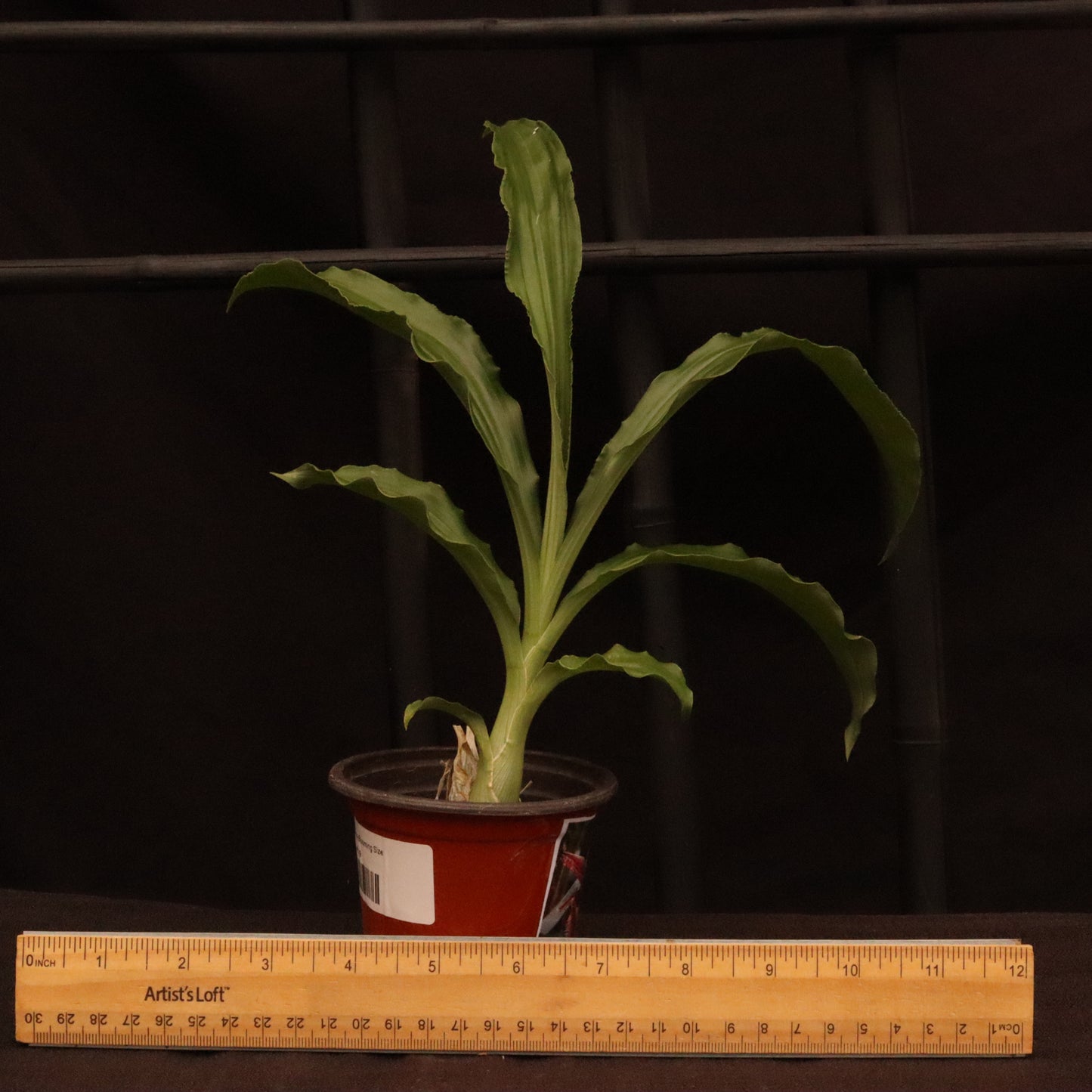 Catasetum Frilly Doris- Blooming Size