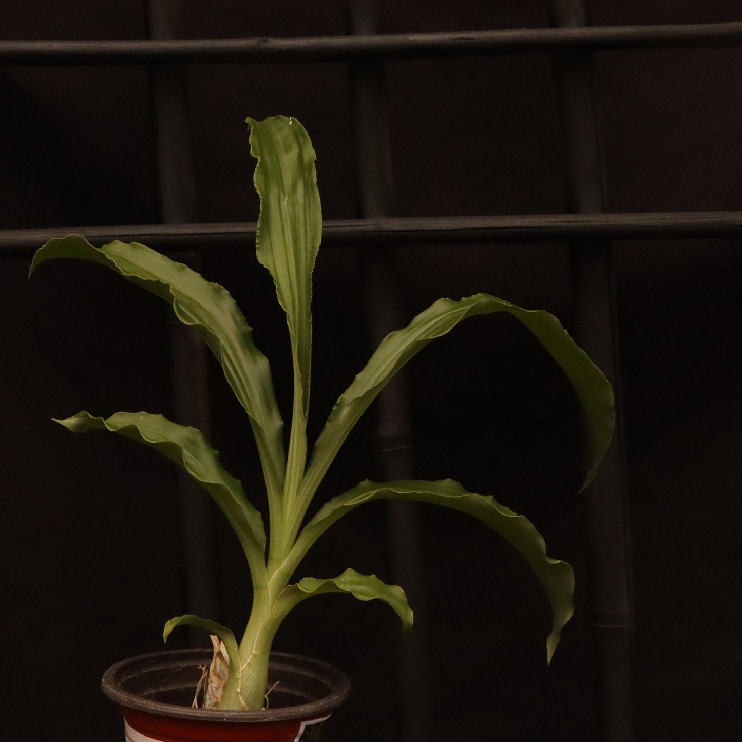 Catasetum Frilly Doris- Blooming Size