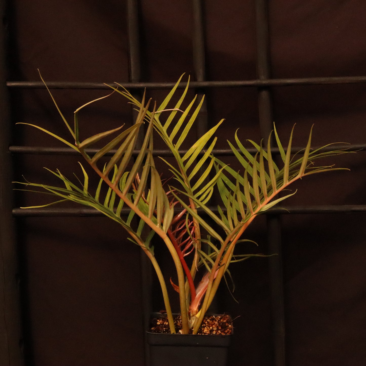 Philodendron Tortum - Grower's Choice