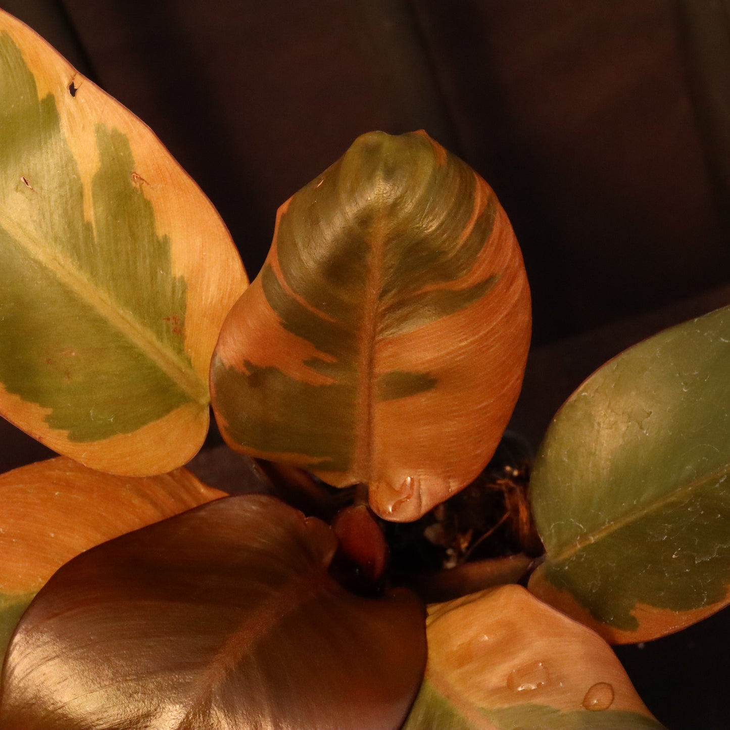 Variegated Philodendron Black Cardinal