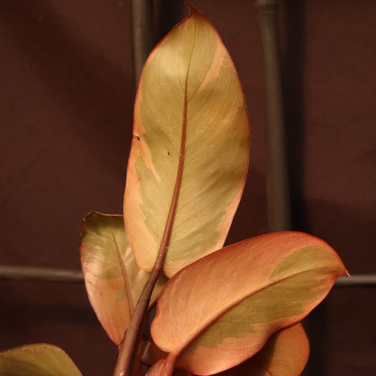 Variegated Philodendron Black Cardinal