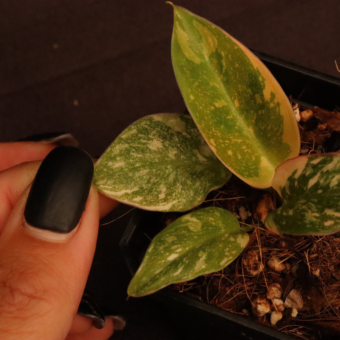 Variegated Philodendron Green Congo Hybrid
