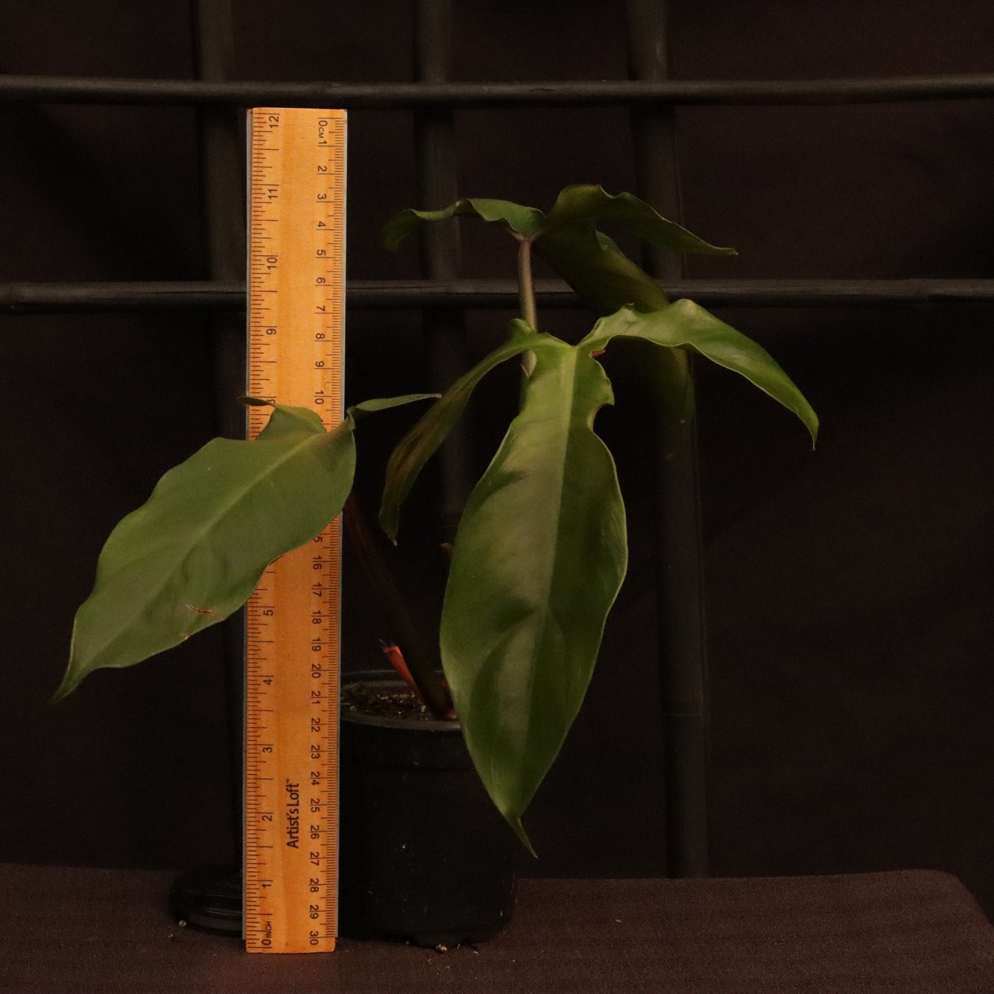 Philodendron Tripartitum - Grower's Choice