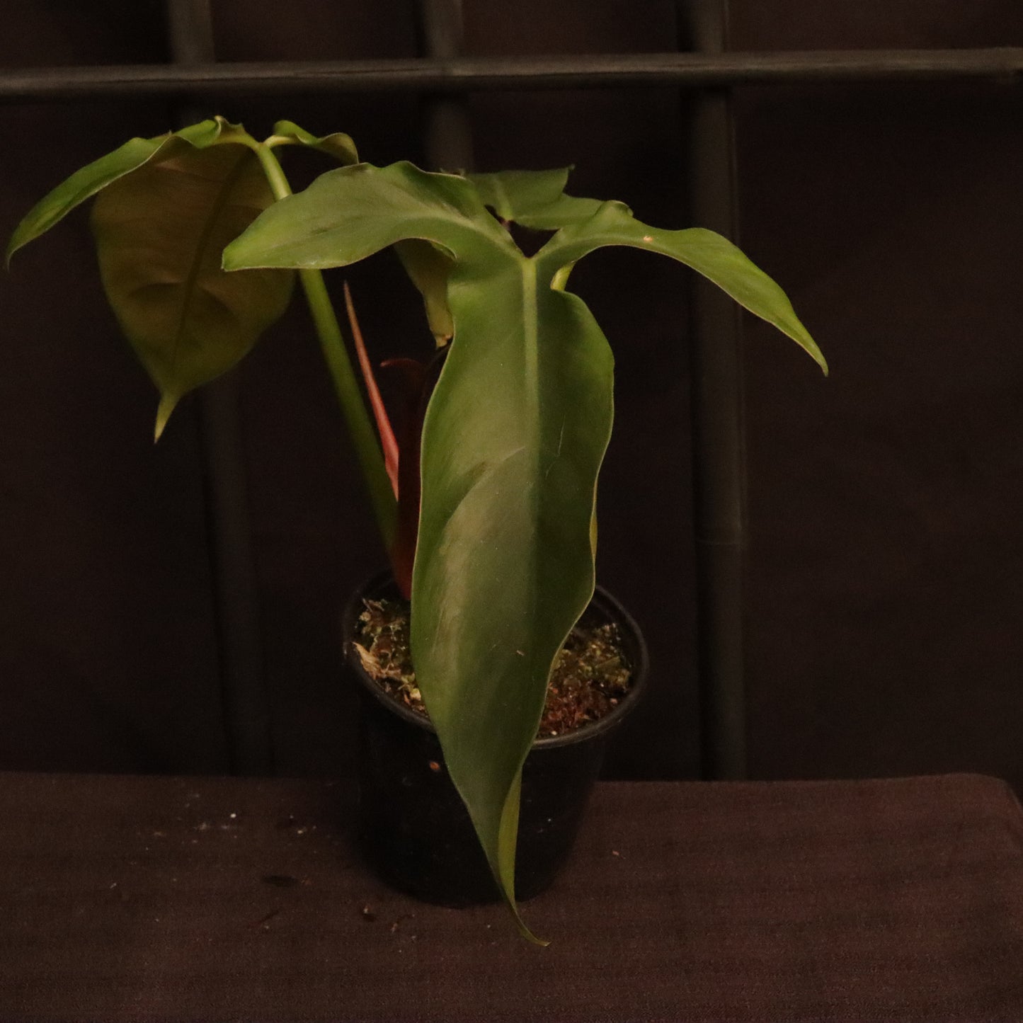 Philodendron Tripartitum - Grower's Choice