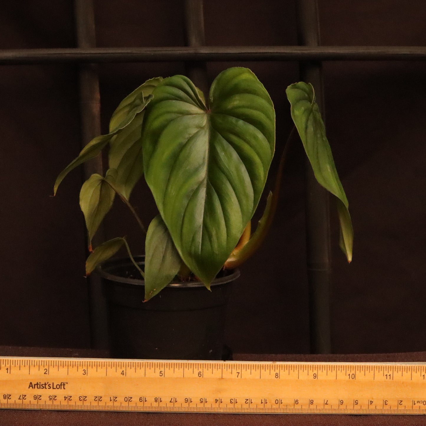 Philodendron Plowmanii - Grower's Choice
