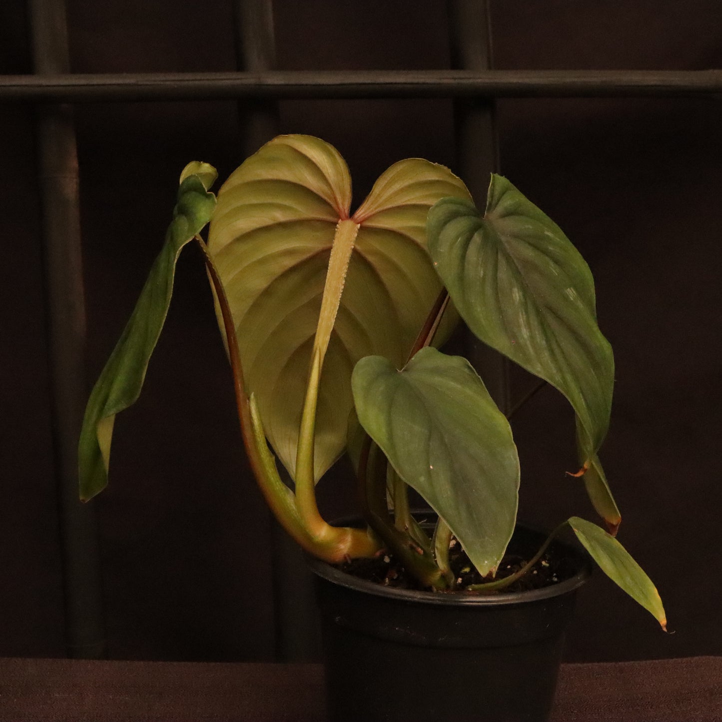 Philodendron Plowmanii - Grower's Choice