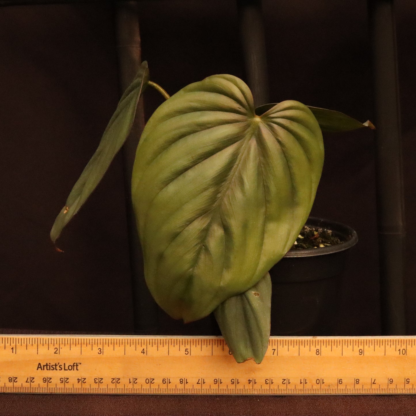 Philodendron SP. Colombia Platinum - Grower's Choice