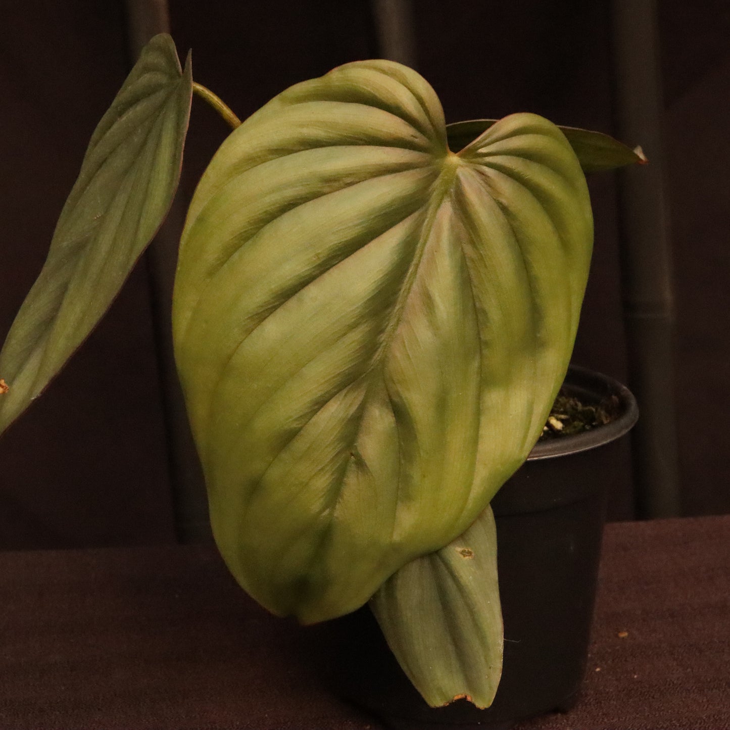 Philodendron SP. Colombia Platinum - Grower's Choice