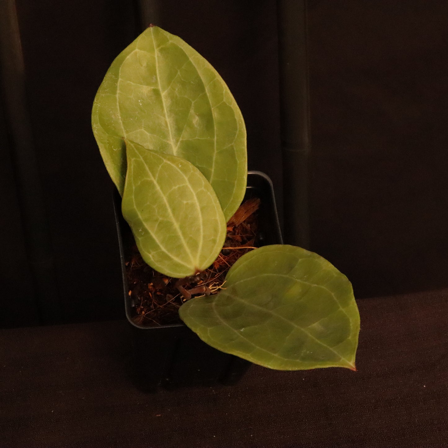 Hoya Sarawak - B