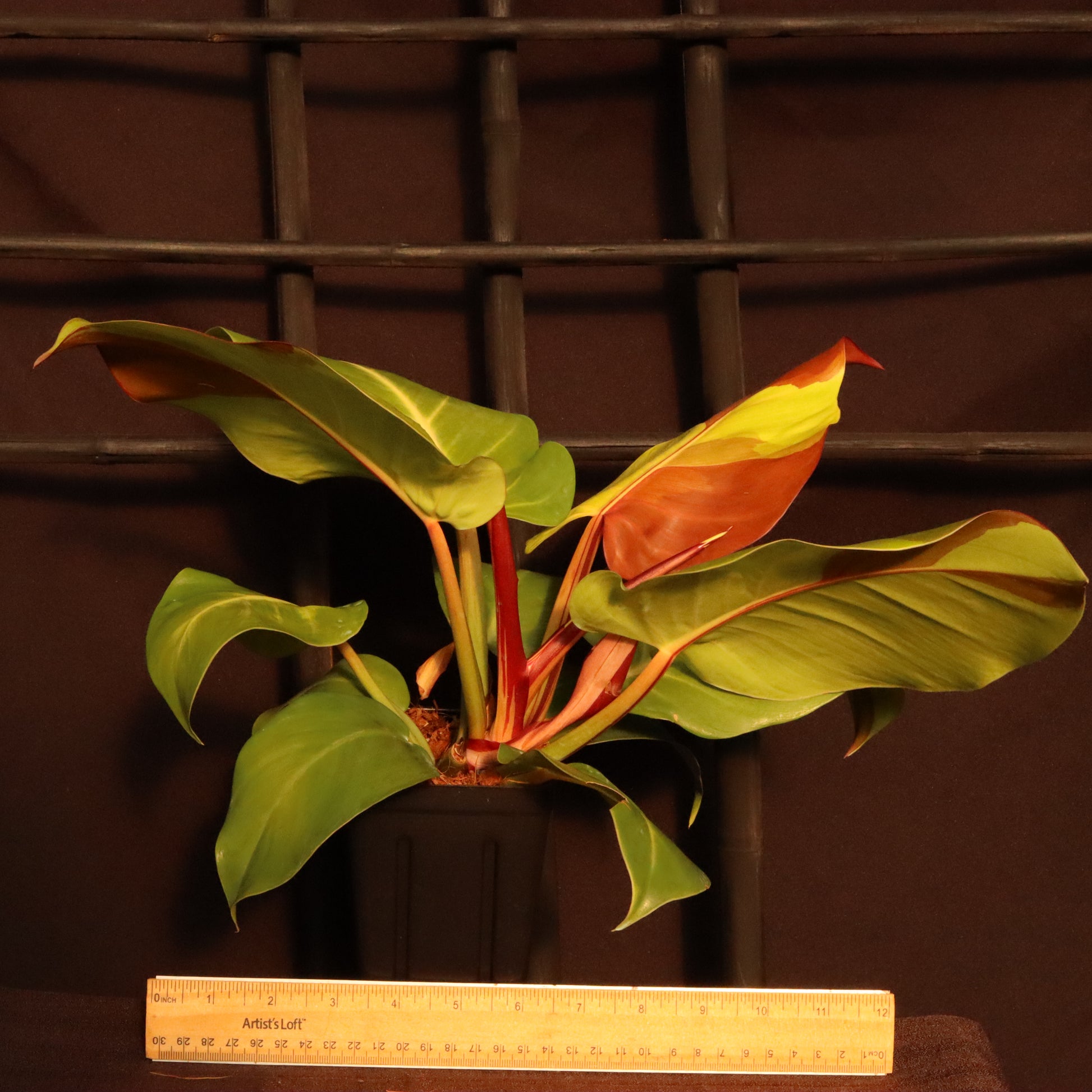 Min's Garden - This Philodendron 'Yellow Flame' has proven