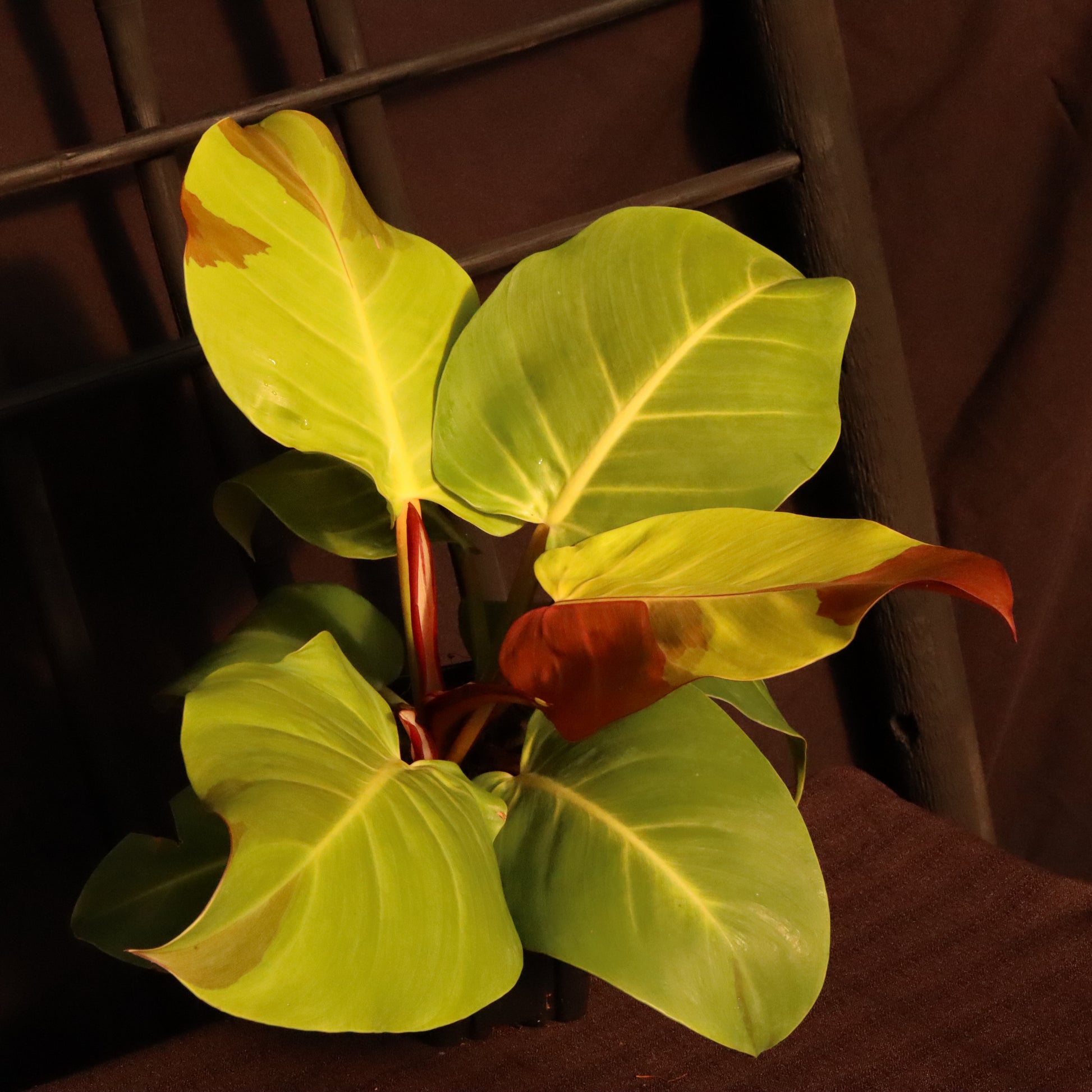 Min's Garden - This Philodendron 'Yellow Flame' has proven