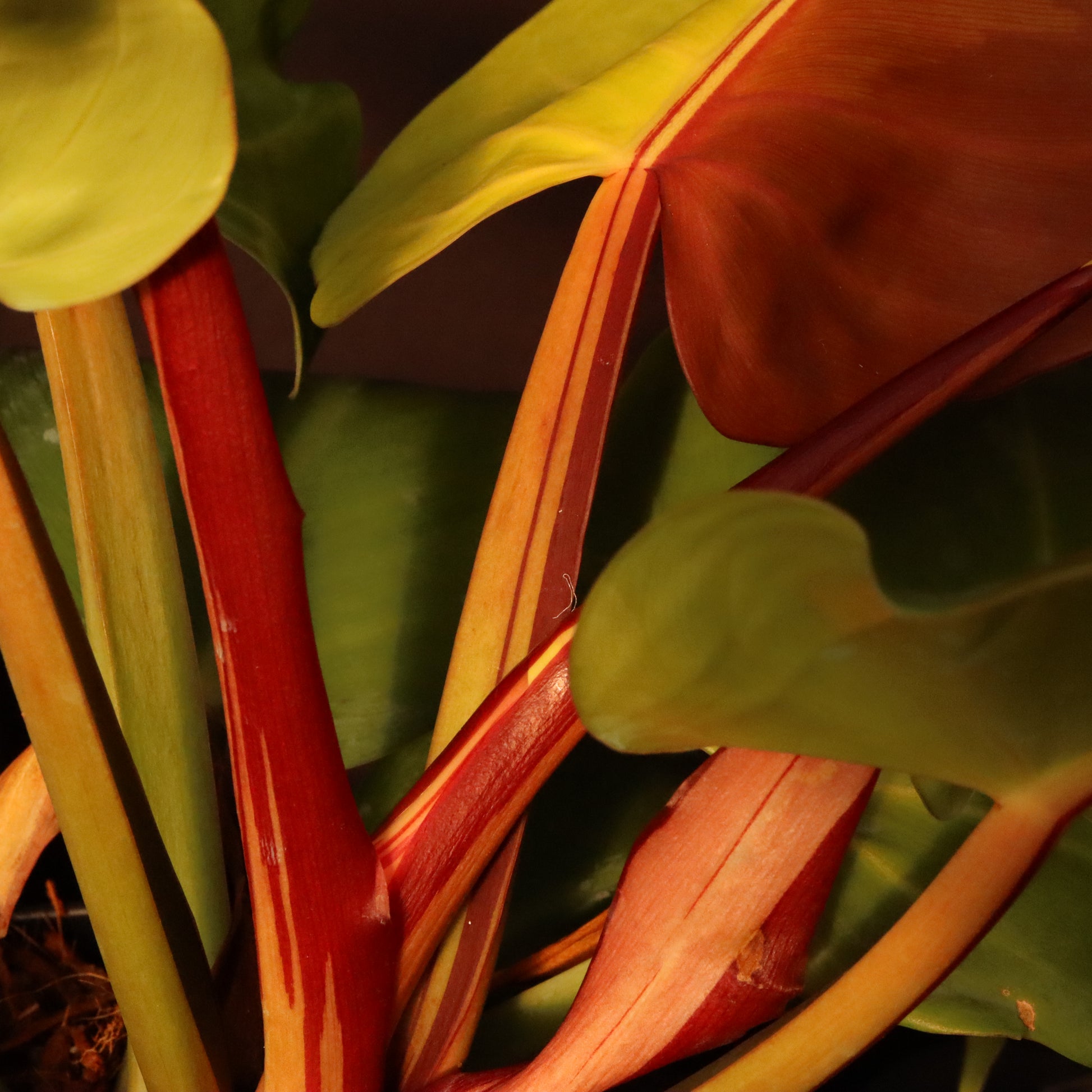 Planterboys - Philodendron Yellow Flame Variegata / Red Moon Variegata  #aroidaddicts #philodendronredmoonvariegata  #philodendronyellowflamevariegated