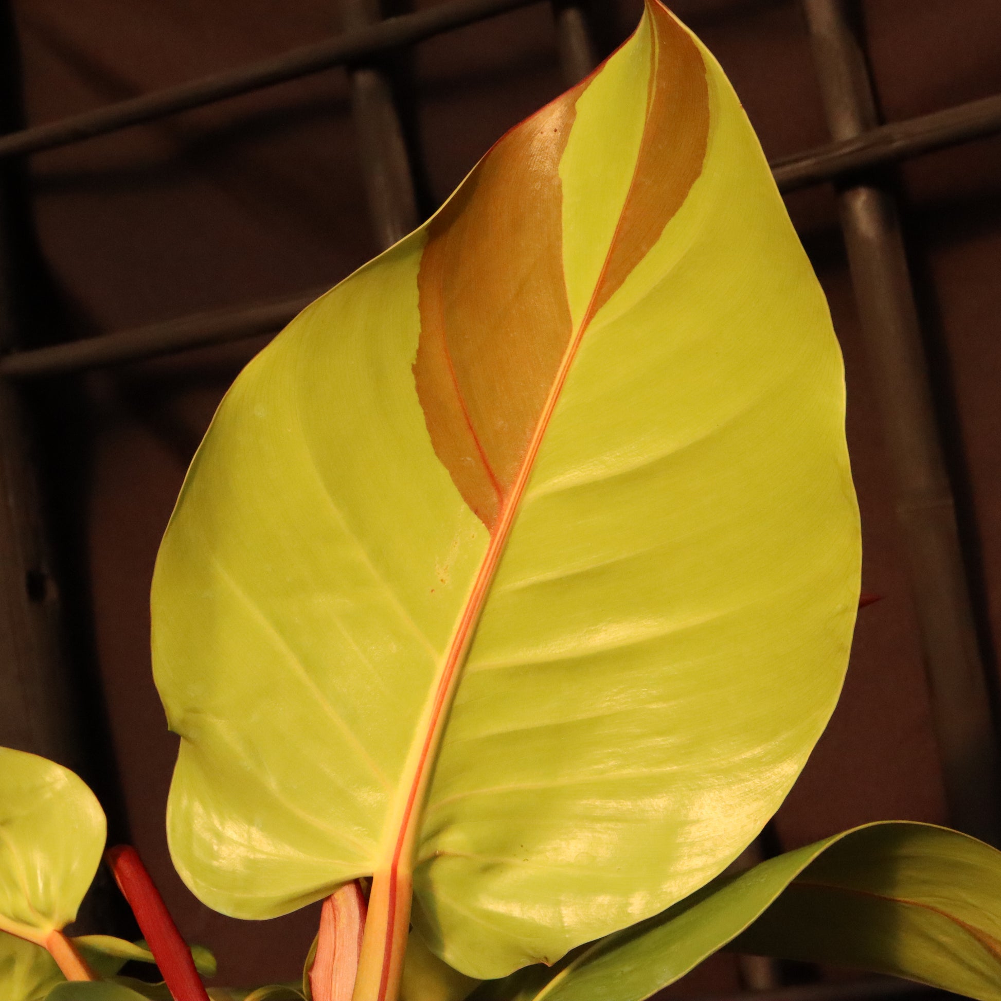 Min's Garden - This Philodendron 'Yellow Flame' has proven