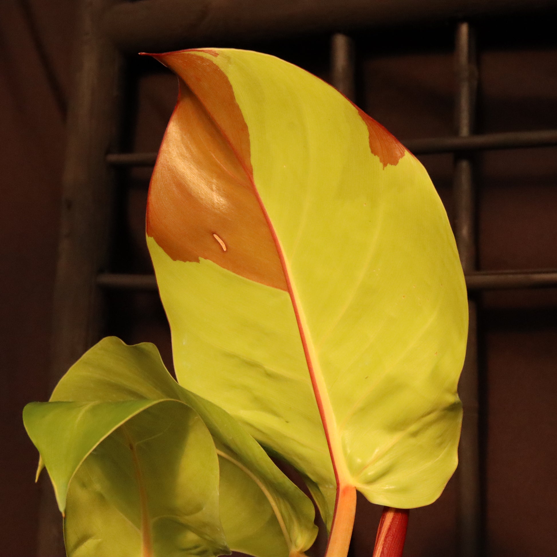 Min's Garden - This Philodendron 'Yellow Flame' has proven