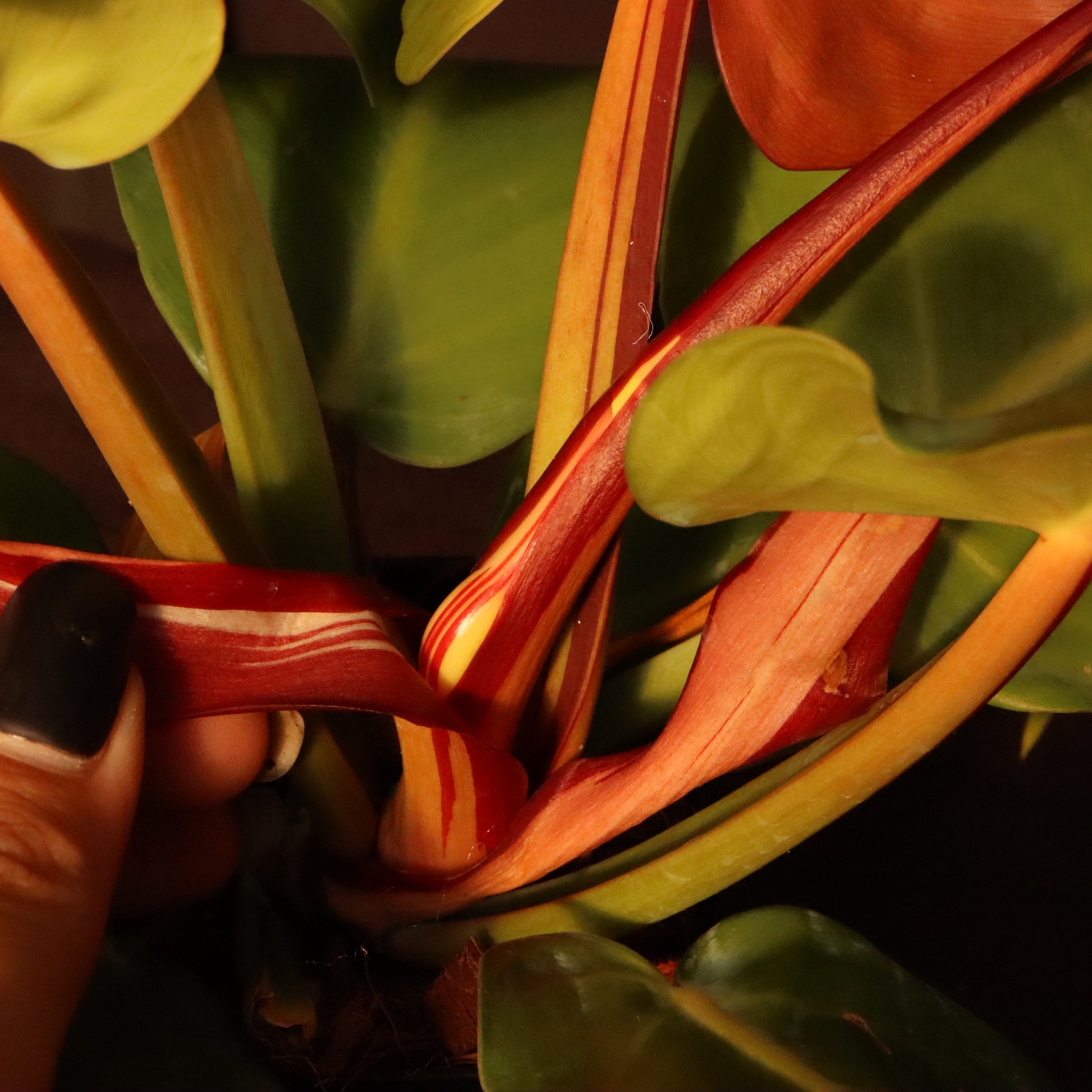 Planterboys - Philodendron Yellow Flame Variegata / Red Moon Variegata  #aroidaddicts #philodendronredmoonvariegata  #philodendronyellowflamevariegated