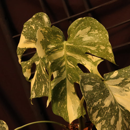 Monstera Thai Constellation - Creme Brulee