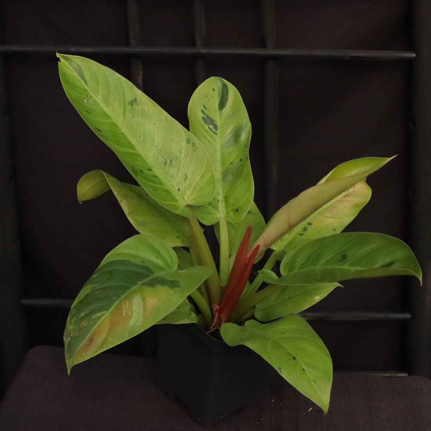 Variegated Philodendron Ruaysap/Rui Sub Marble