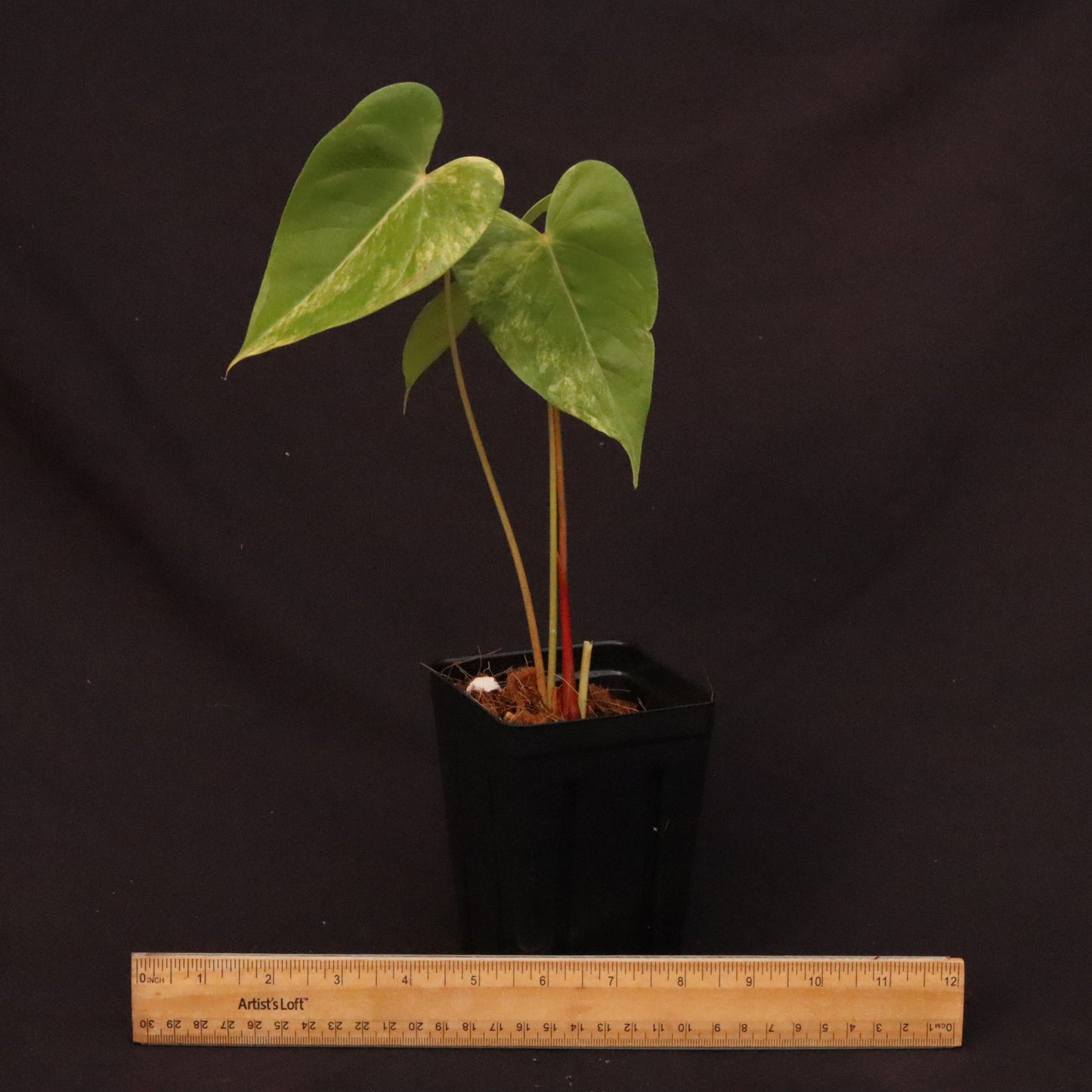 Variegated Anthurium Andreanum Hybrid