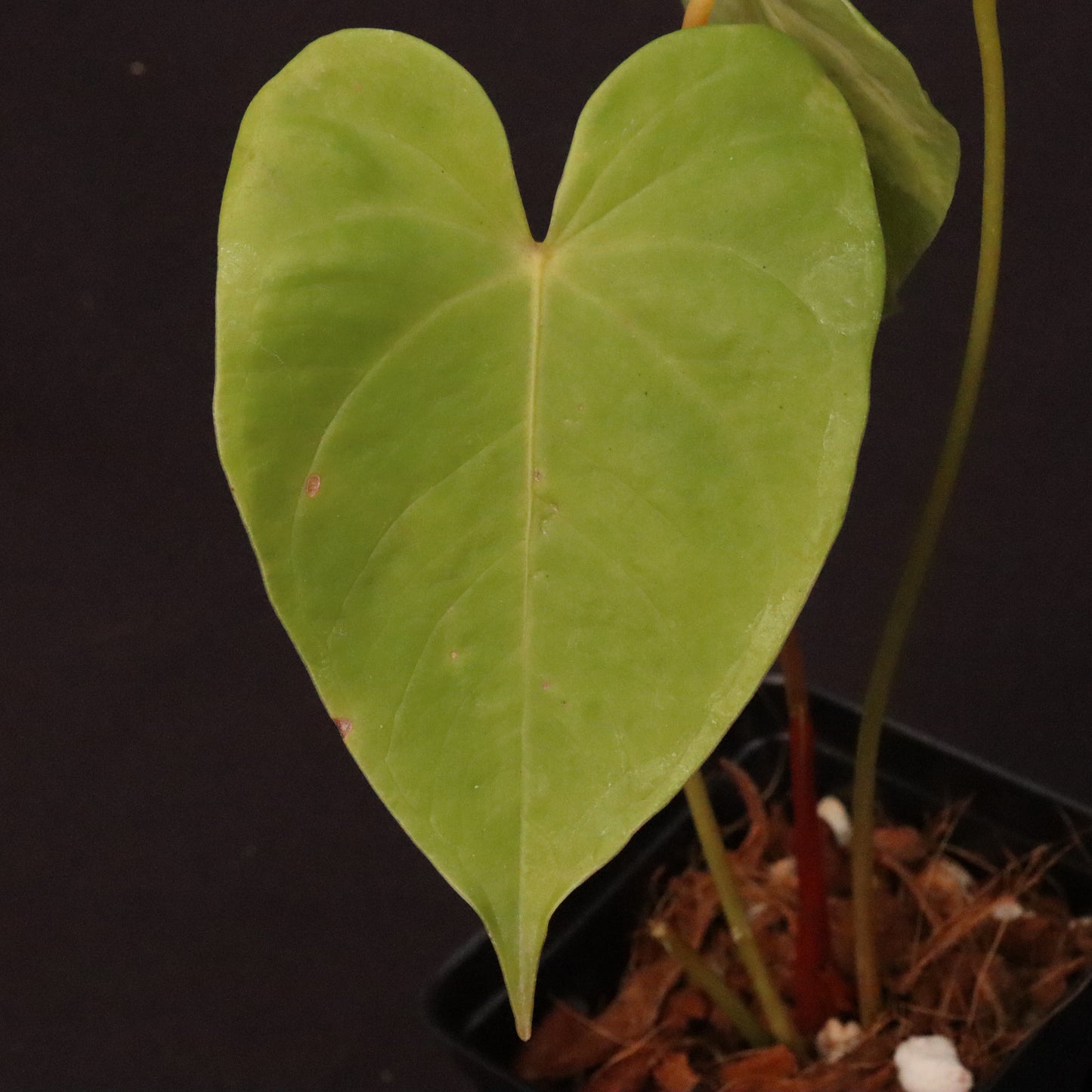 Variegated Anthurium Andreanum Hybrid