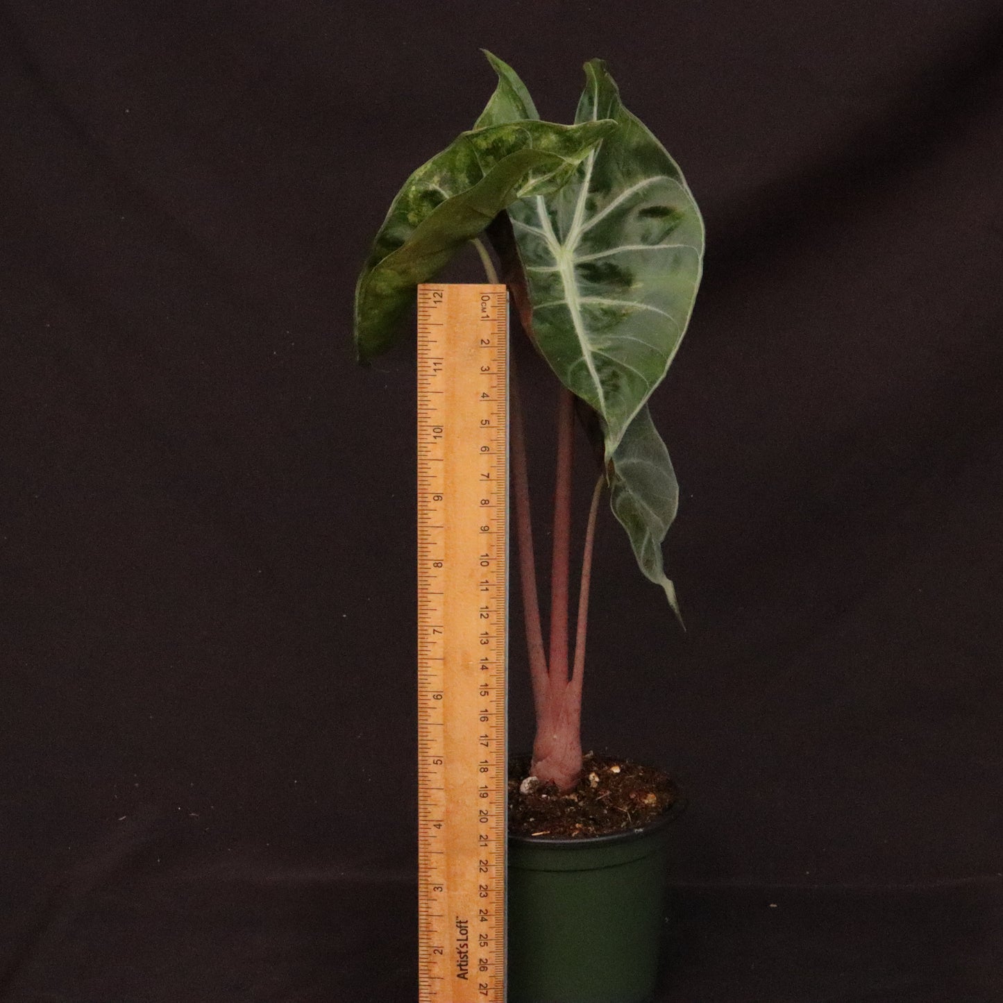 Variegated Alocasia Pink Dragon