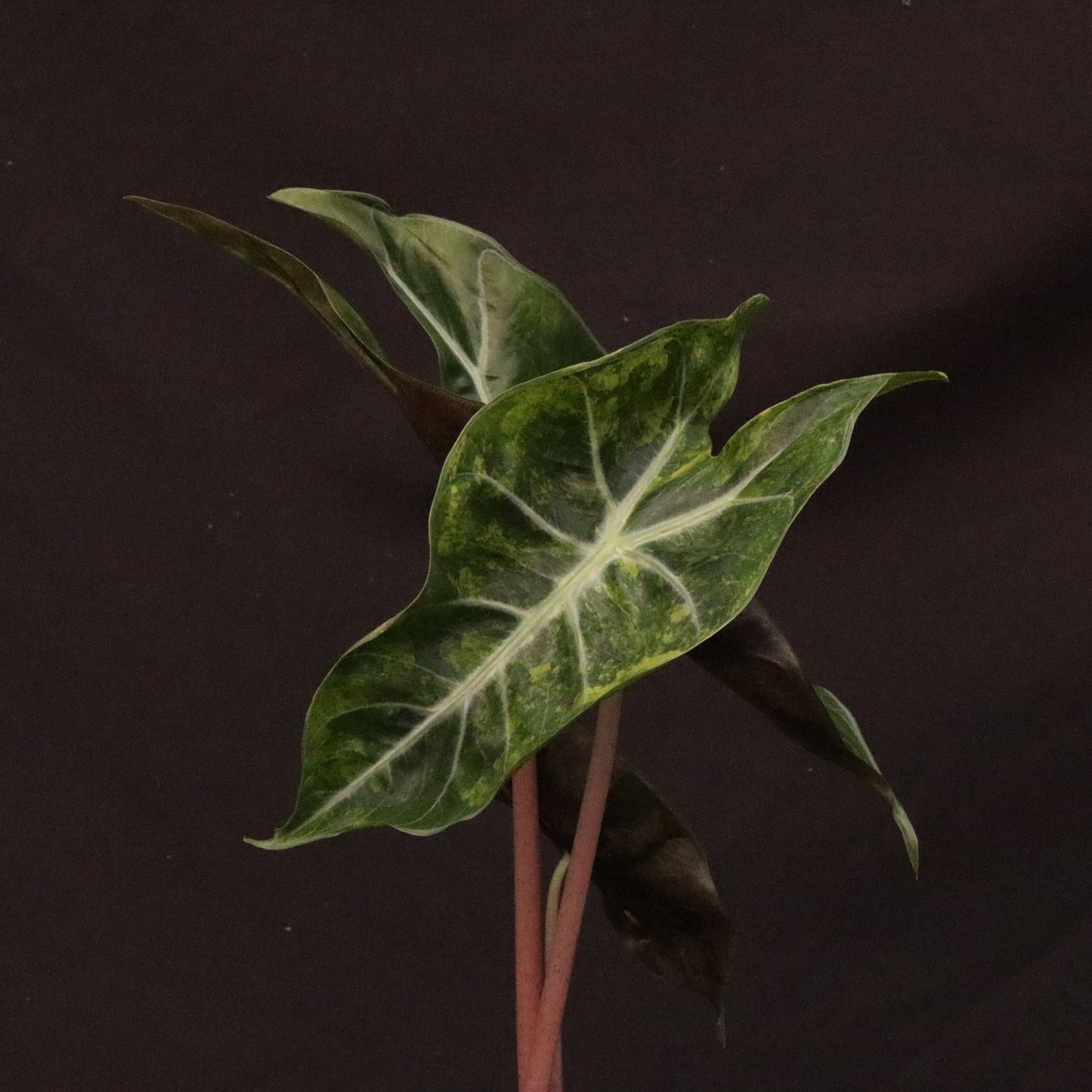 Variegated Alocasia Pink Dragon