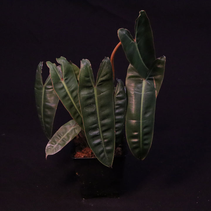 Philodendron Billietiae - Grower's Choice