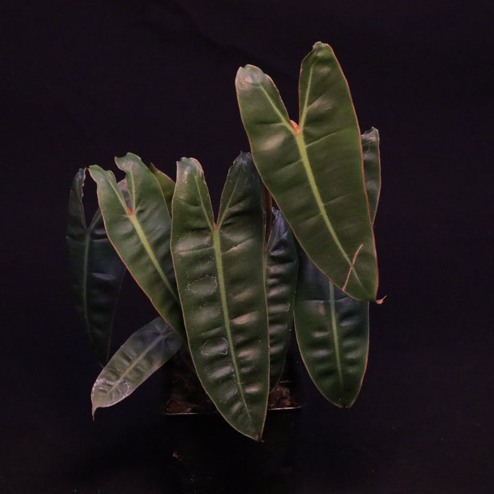 Philodendron Billietiae - Grower's Choice