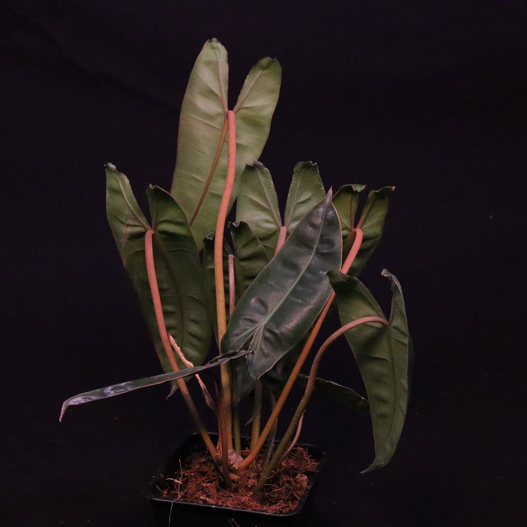 Philodendron Billietiae - Grower's Choice