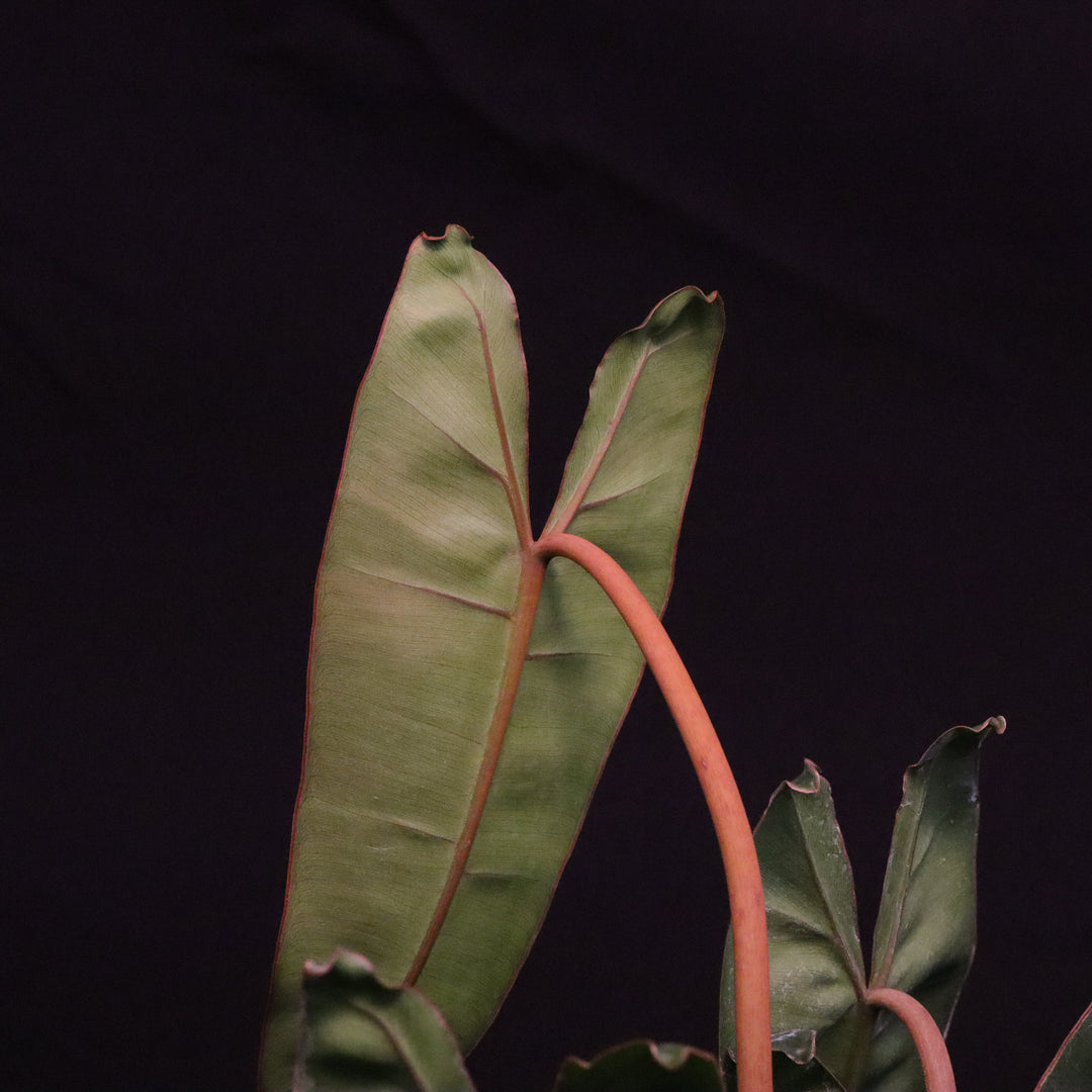 Philodendron Billietiae - Grower's Choice