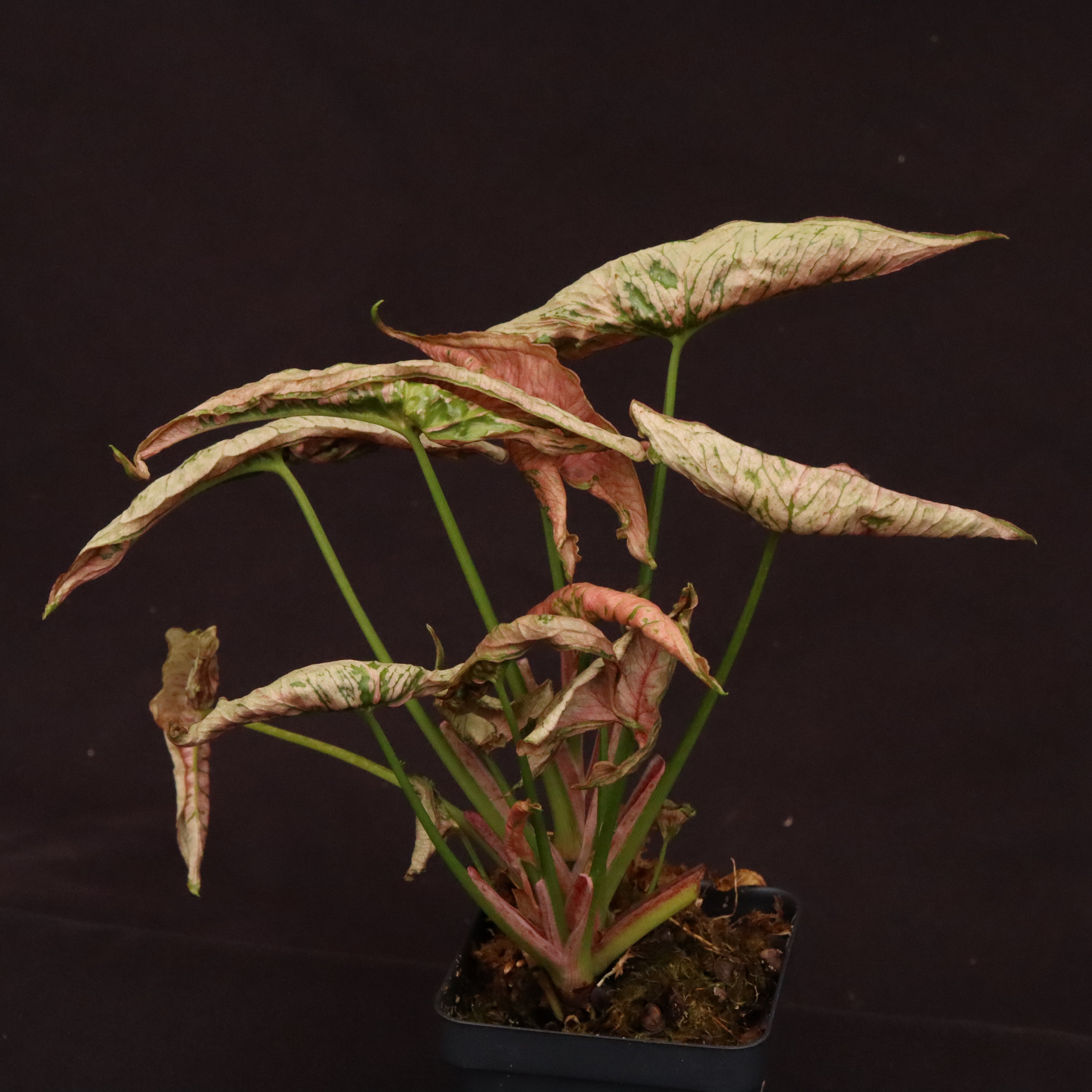 Syngonium Pink Rolli - Shop Rare Plants with CheyDPlantLady