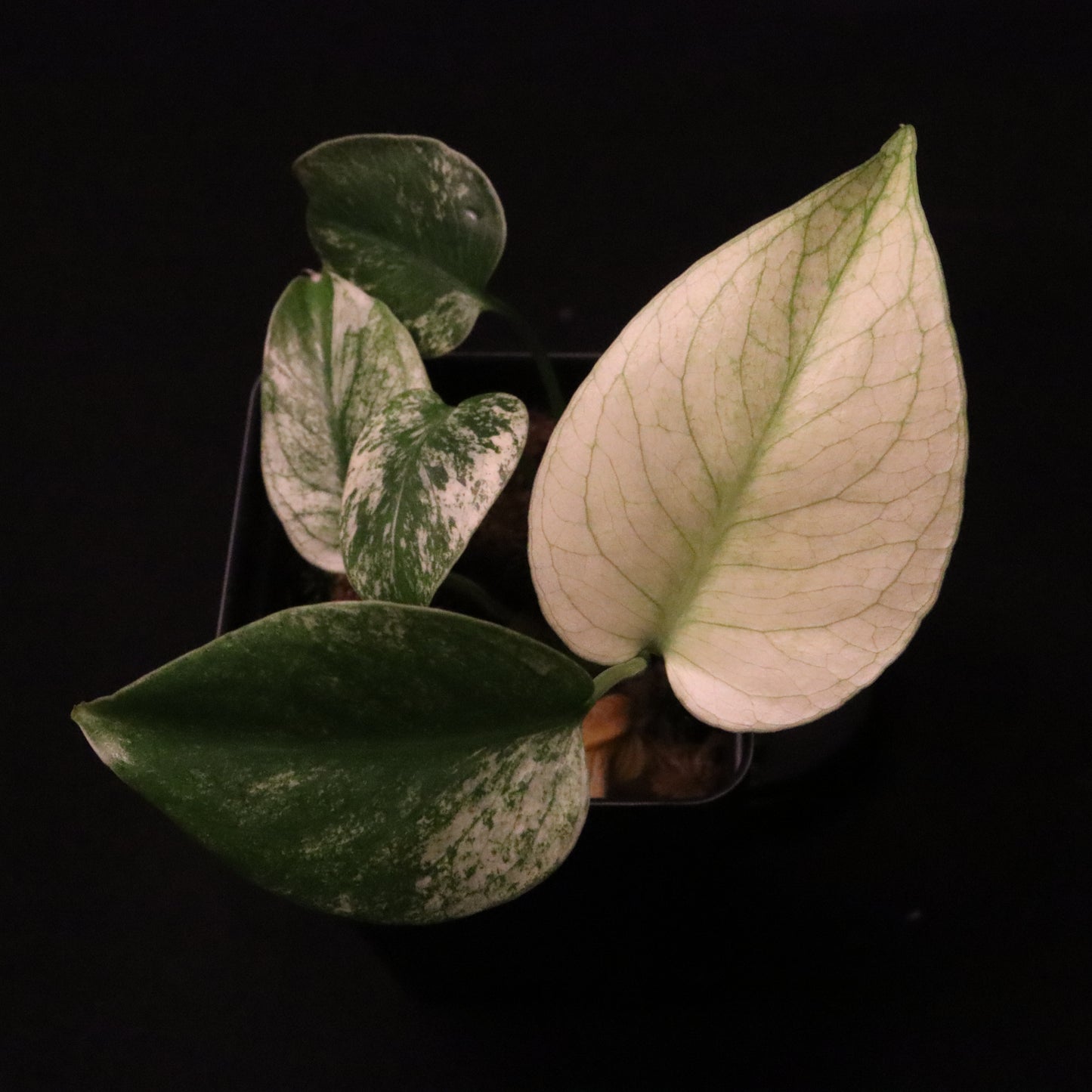 Variegated Monstera Deliciosa Mint - Large Form