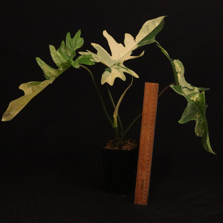 Philodendron Kitina - Read Description