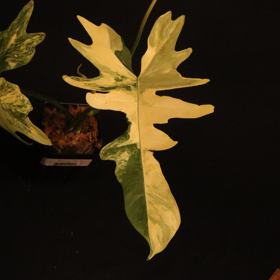 Philodendron Kitina - Read Description