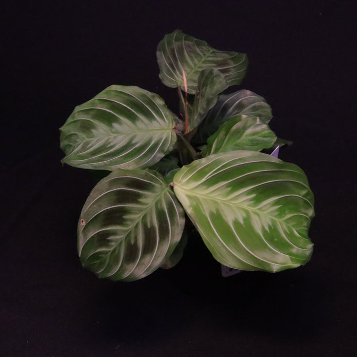 Black Maranta - Maranta leuconeura 'massangeana' - A