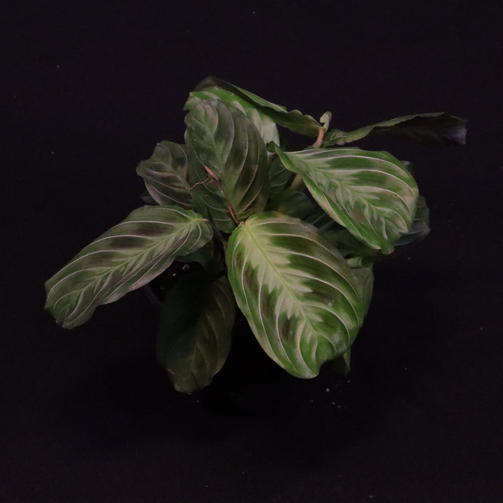 Black Maranta - Maranta leuconeura 'massangeana' - A