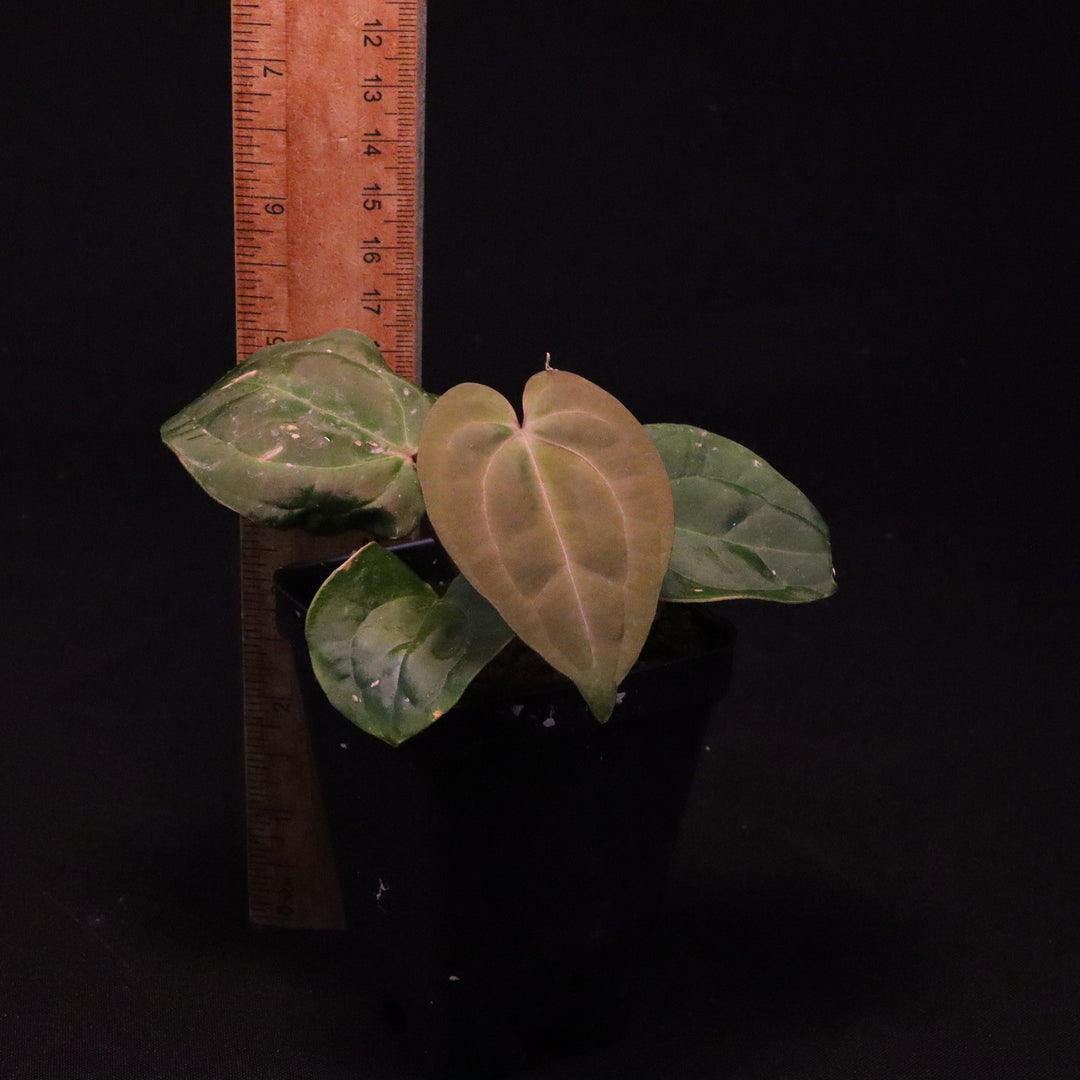 Anthurium (Zara x Michelle) x Dark Phoenix