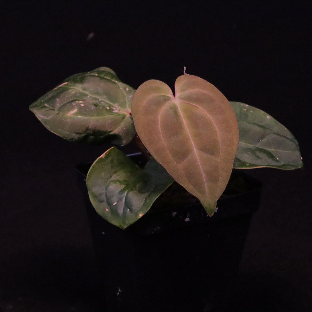 Anthurium (Zara x Michelle) x Dark Phoenix