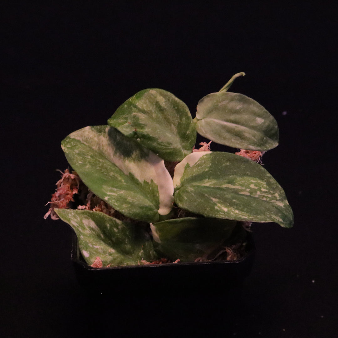 Variegated Rhaphidophora Korthalsii