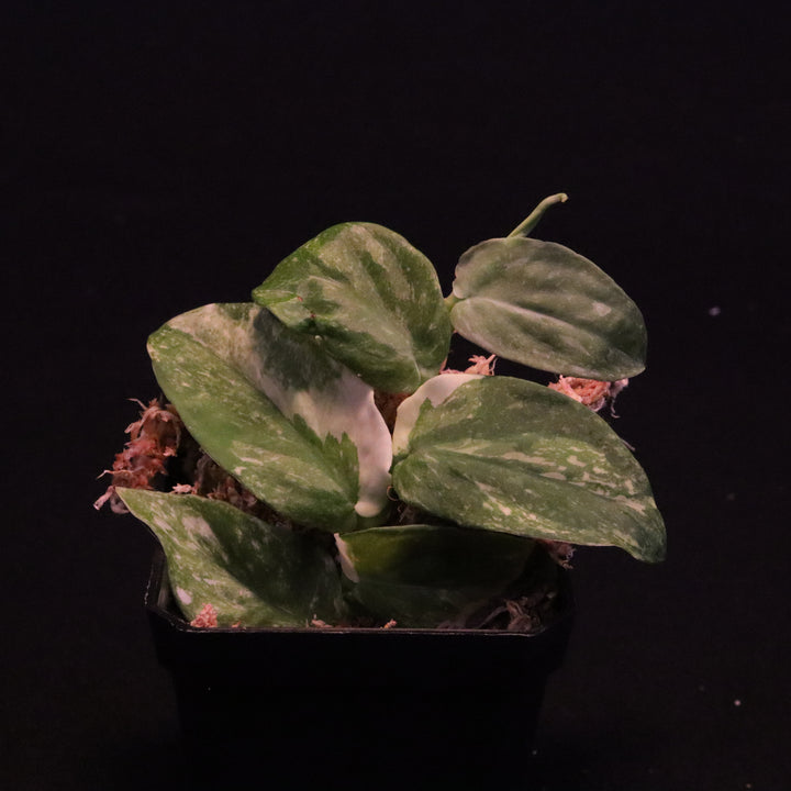 Variegated Rhaphidophora Korthalsii