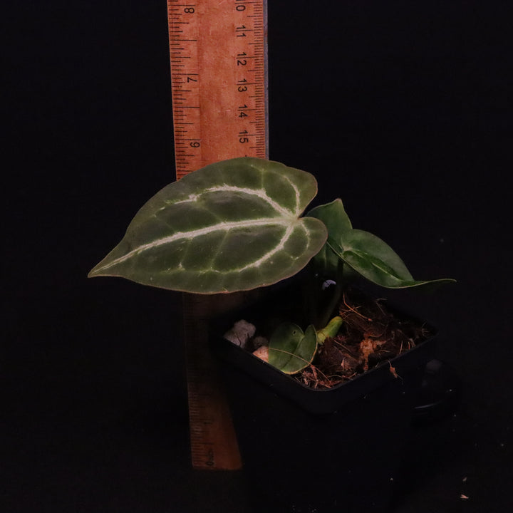 Anthurium dorayaki x crystallinum - A