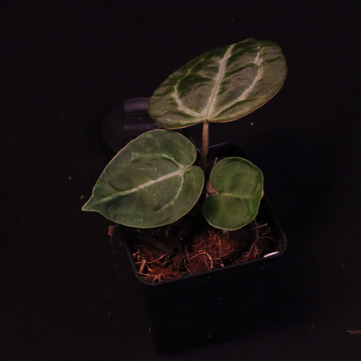 Anthurium dorayaki x crystallinum - A