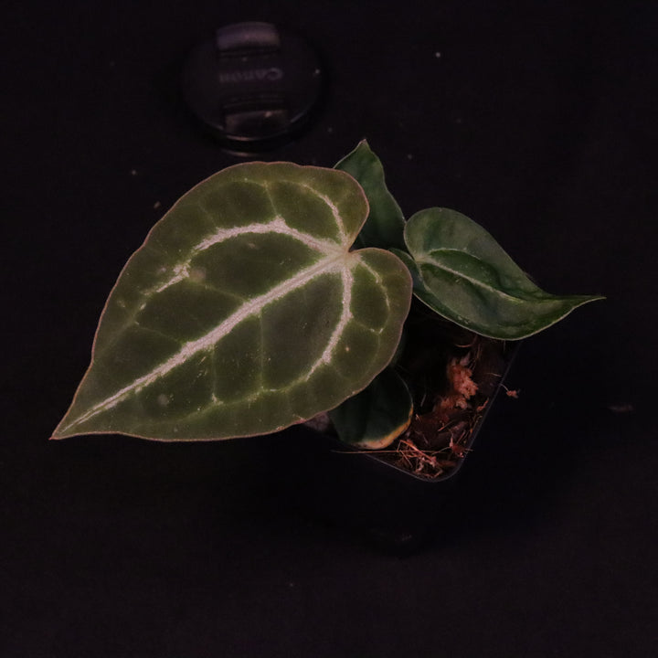 Anthurium dorayaki x crystallinum - A