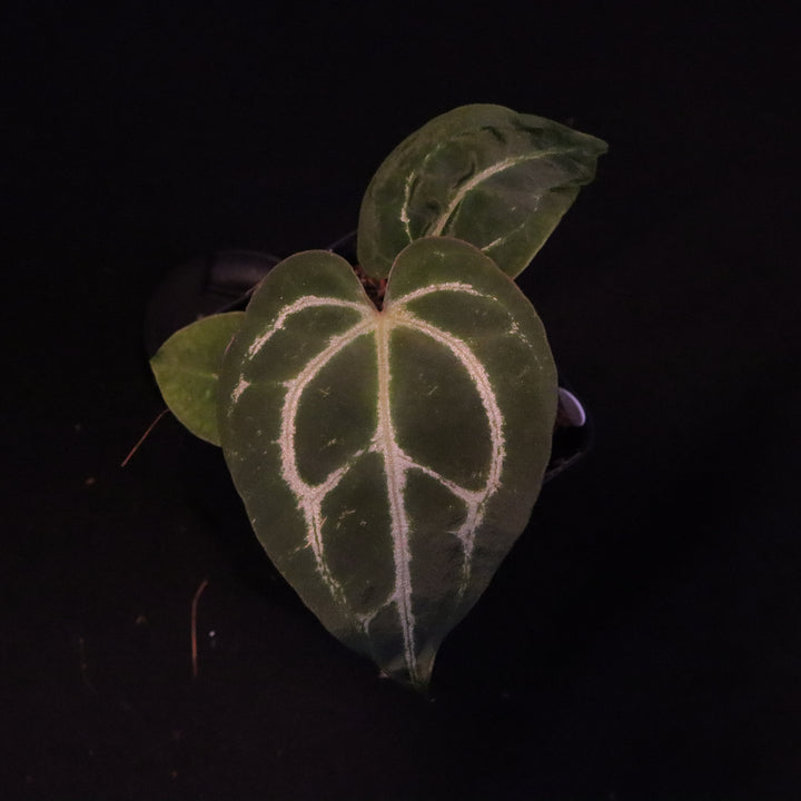 Anthurium dorayaki x crystallinum - B