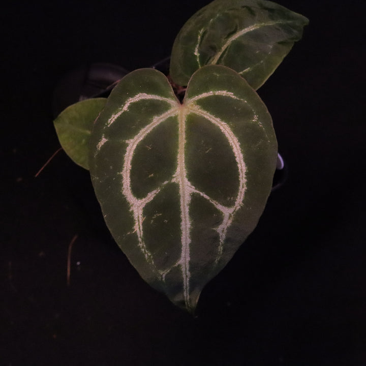 Anthurium dorayaki x crystallinum - B