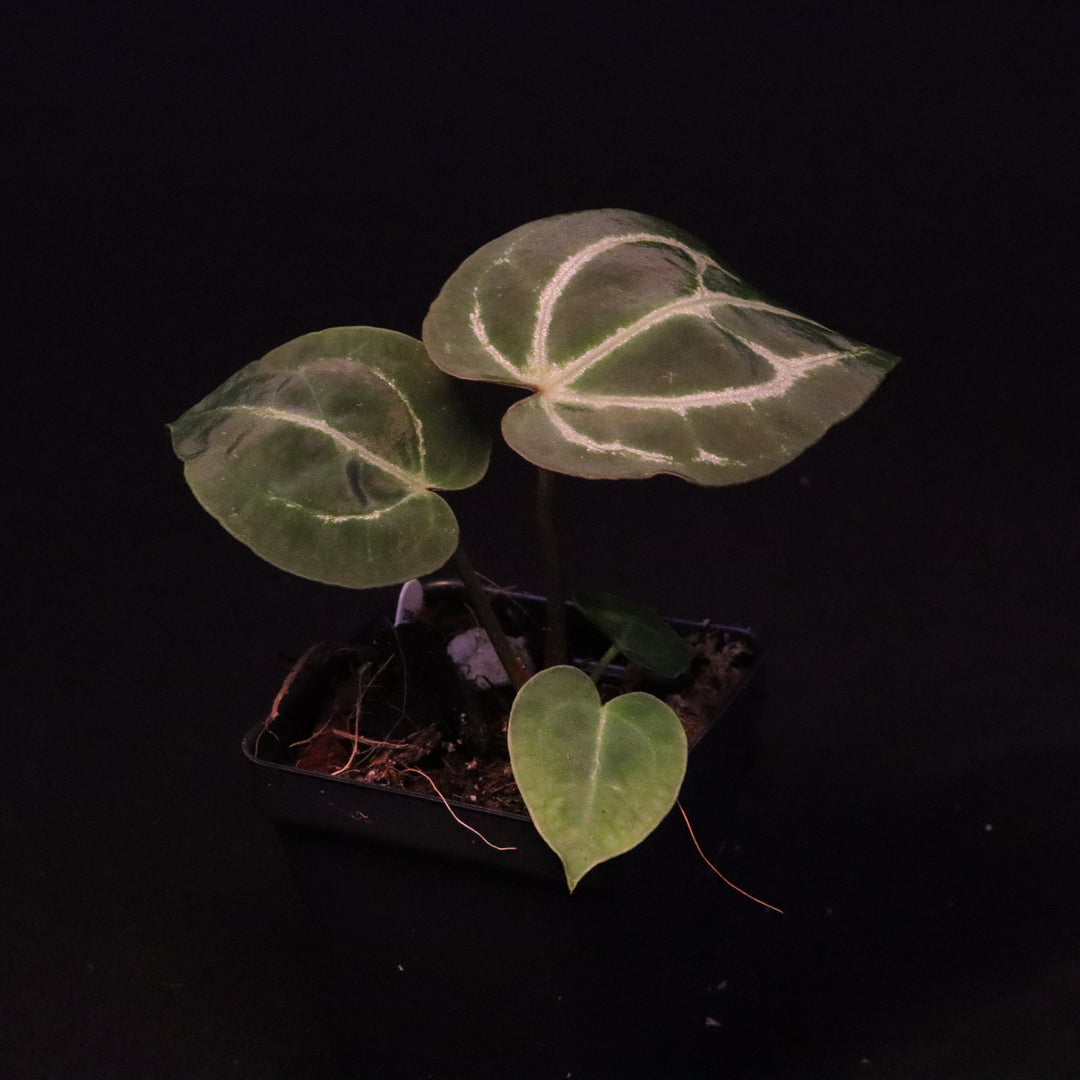 Anthurium dorayaki x crystallinum - B